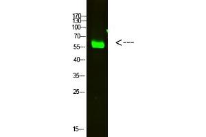 Western Blot analysis of HELA cells using primary antibody diluted at 1:2000 (4 °C overnight). (OASL antibody  (AA 1-50))