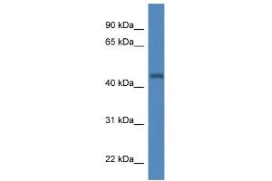 WB Suggested Anti-Irgc1 Antibody Titration: 1. (IRGC antibody  (N-Term))