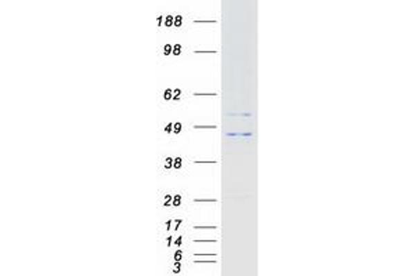 KCNJ9 Protein (Myc-DYKDDDDK Tag)