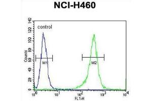 Flow Cytometry (FACS) image for anti-Fragile X Mental Retardation 1 (FMR1) antibody (ABIN3002852) (FMR1 antibody)