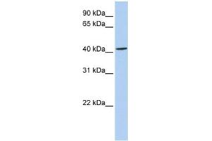 ARC antibody used at 1. (ARC (N-Term) antibody)