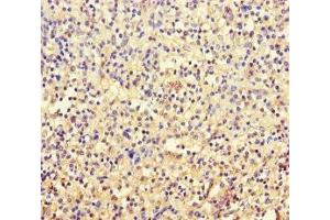 Immunohistochemistry of paraffin-embedded human spleen tissue using ABIN7171887 at dilution of 1:100 (Tetraspanin 7 antibody  (AA 113-223))