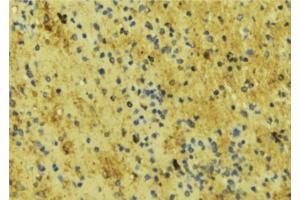 ABIN6276715 at 1/100 staining Mouse liver tissue by IHC-P. (ENOS antibody  (Internal Region))