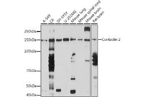 Western blot analysis of extracts of various cell lines, using Contactin 2 Rabbit mAb (ABIN7266493) at 1:1000 dilution. (CNTN2 antibody)