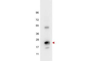 Western blot using  anti-Human IL6 antibody shows detection of a band ~24 kDa in size corresponding to recombinant human IL6 (arrowhead). (IL-6 antibody)