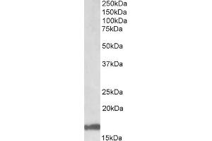 Western Blot (1μg/ml) staining of Human Cerebellum lysate (35μg protein in RIPA buffer). (GAL antibody  (Internal Region))