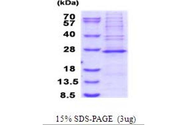 MRPS23 Protein (AA 1-190) (His tag)