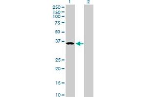 Western Blot analysis of B4GALT4 expression in transfected 293T cell line by B4GALT4 MaxPab polyclonal antibody. (B4GALT4 antibody  (AA 1-344))