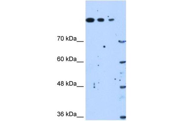 SETD2 antibody  (N-Term)