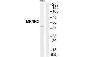 Western Blotting (WB) image for anti-MAP Kinase Interacting serine/threonine Kinase 2 (MKNK2) (C-Term) antibody (ABIN1852732) (MKNK2 antibody  (C-Term))