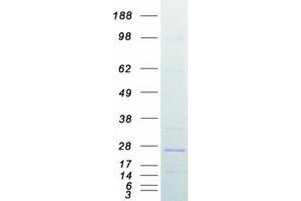 APOO Protein (Transcript Variant 1) (Myc-DYKDDDDK Tag)