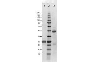 SDS-PAGE results of Goat Fab Anti-Biotin Antibody. (Biotin antibody)