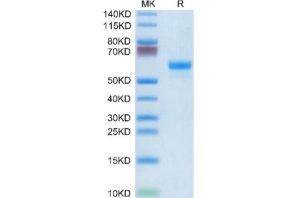 CLEC4A Protein (AA 70-238) (Fc Tag)