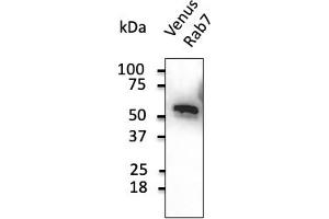 Western Blotting (WB) image for anti-Green Fluorescent Protein (GFP) antibody (ABIN6254149) (GFP antibody)