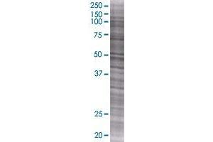 NAPSA transfected lysate. (NAPSA 293T Cell Transient Overexpression Lysate(Denatured))