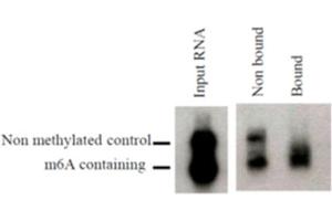 N6-methyladenosine, mAb (17-3-4-1)  can be used to purify synthetic methylated transcripts. (N6-Methyladenosine antibody)