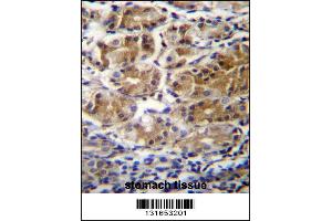 PDPR Antibdy immunohistochemistry analysis in formalin fixed and paraffin embedded human stomach tissue followed by peroxidase conjugation of the secondary antibody and DAB staining. (PDP antibody  (C-Term))