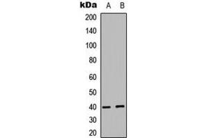 Western blot analysis of PRAS40 expression in MCF7 (A), human Testis (B) whole cell lysates. (PRAS40 antibody  (C-Term))