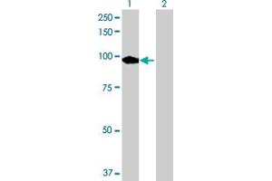 Western Blot analysis of PDE8A expression in transfected 293T cell line by PDE8A MaxPab polyclonal antibody. (PDE8A antibody  (AA 1-829))