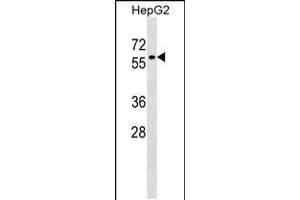 Western blot analysis in HepG2 cell line lysates (35ug/lane). (ZNF419 antibody  (AA 176-202))