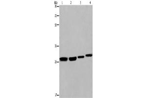 Western Blotting (WB) image for anti-Ets Variant 7 (ETV7) antibody (ABIN2423403) (ETV7 antibody)