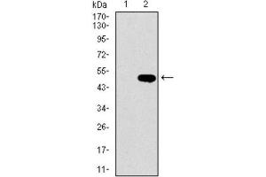 Western Blotting (WB) image for anti-LIM Domain Only 2 (Rhombotin-Like 1) (LMO2) (AA 1-158) antibody (ABIN1844241) (LMO2 antibody  (AA 1-158))