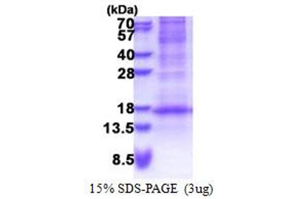 DEFB116 Protein (AA 24-102) (His tag)