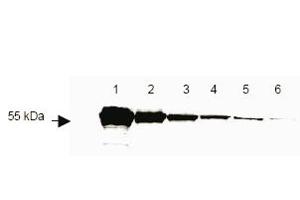 This antibody to detect DYKDDDDK conjugated proteins is shown to detect as little as 3 ng of amino-terminal DYKDDDDK tagged recombinant protein by western blot. (DYKDDDDK Tag antibody)