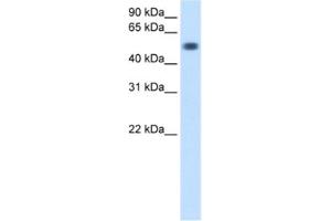 Western Blotting (WB) image for anti-Torsin Family 3, Member A (TOR3A) antibody (ABIN2460658) (TOR3A antibody)