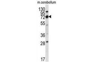 Western blot analysis in mouse cerebellum tissue lysates (35ug/lane) using Cd316 / IGSF8 Antibody . (IGSF8 antibody  (Middle Region))