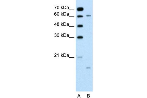 CYP4A22 antibody  (N-Term)