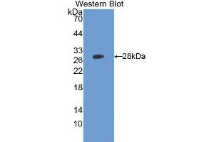 Western Blotting (WB) image for anti-Ubiquitin Hydrolase L3 (AA 2-230) antibody (ABIN1078640) (Ubiquitin Hydrolase L3 (AA 2-230) antibody)