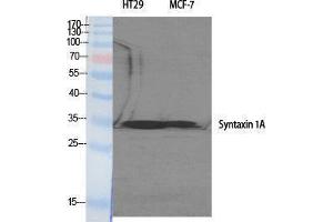 Western Blotting (WB) image for anti-Syntaxin 1A (Brain) (STX1A) (Tyr1328) antibody (ABIN6280126) (STX1A antibody  (Tyr1328))