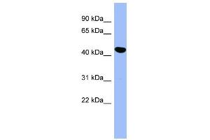 WB Suggested Anti-SERPINE2 Antibody Titration: 0. (SERPINE2 antibody  (Middle Region))