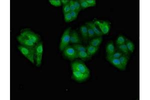 Immunofluorescent analysis of HepG2 cells using ABIN7164355 at dilution of 1:100 and Alexa Fluor 488-congugated AffiniPure Goat Anti-Rabbit IgG(H+L) (DDX4 antibody  (AA 1-223))