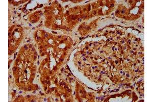 IHC image of ABIN7164887 diluted at 1:200 and staining in paraffin-embedded human kidney tissue performed on a Leica BondTM system. (PTOV1 antibody  (AA 2-137))