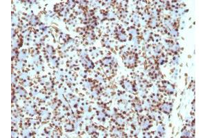 Image no. 1 for anti-Histone H1 antibody (ABIN6156910) (Histone H1 antibody)