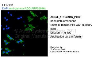 Image no. 1 for anti-Adducin 3 (Gamma) (ADD3) (C-Term) antibody (ABIN2788272) (ADD3 antibody  (C-Term))