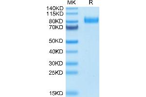 Human B7-H7/HHLA2 on Tris-Bis PAGE under reduced condition. (HHLA2 Protein (AA 23-344) (Fc Tag))