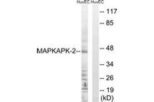 Western Blotting (WB) image for anti-Mitogen-Activated Protein Kinase-Activated Protein Kinase 2 (MAPKAPK2) (AA 188-237) antibody (ABIN2888737) (MAPKAP Kinase 2 antibody  (AA 188-237))