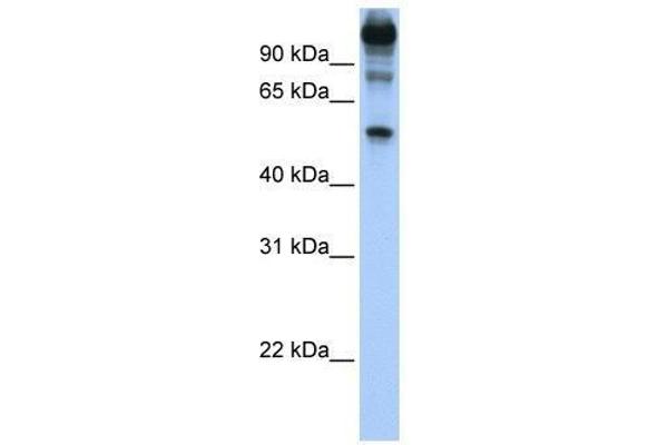 FEZF1 antibody  (C-Term)