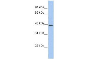 KLK-BL4 antibody used at 1 ug/ml to detect target protein. (KLK-BL4 (C-Term) antibody)