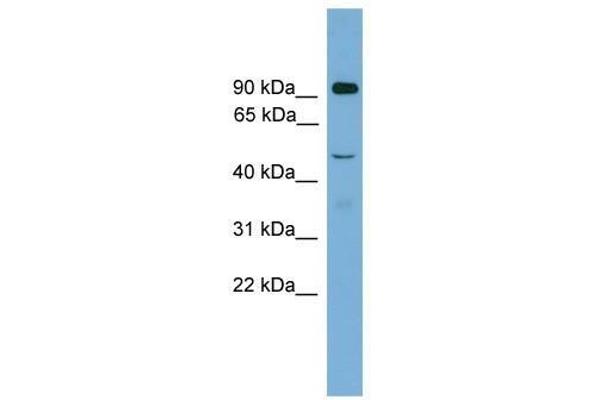 ZFY2 antibody  (Middle Region)