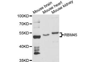 Western blot analysis of extracts of various cell lines, using RBM45 antibody (ABIN6290880) at 1:3000 dilution. (RBM45 antibody)