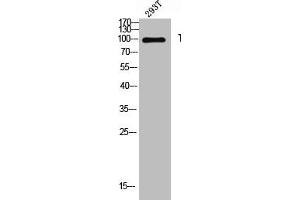 THBS4 antibody  (Internal Region)