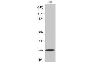Western Blotting (WB) image for anti-C1r LC (cleaved), (Ile464) antibody (ABIN3172740) (C1r LC (cleaved), (Ile464) antibody)