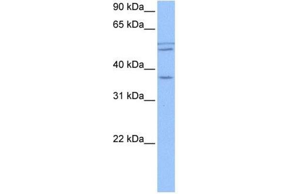 CCDC78 antibody  (Middle Region)