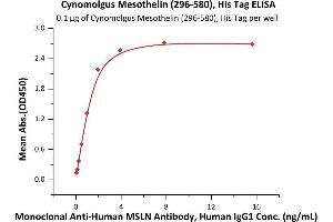 Immobilized Cynomolgus Mesothelin (296-580), His Tag (ABIN6973155) at 1 μg/mL (100 μL/well) can bind Monoclonal A MSLN Antibody, Human IgG1 with a linear range of 0. (Mesothelin Protein (MSLN) (AA 296-580) (His tag))