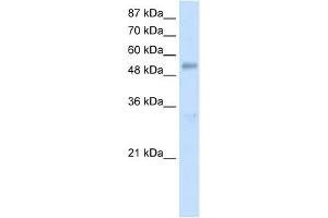 DDX19B antibody used at 1. (DDX19B antibody)