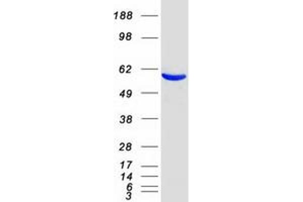 EHD3 Protein (Myc-DYKDDDDK Tag)